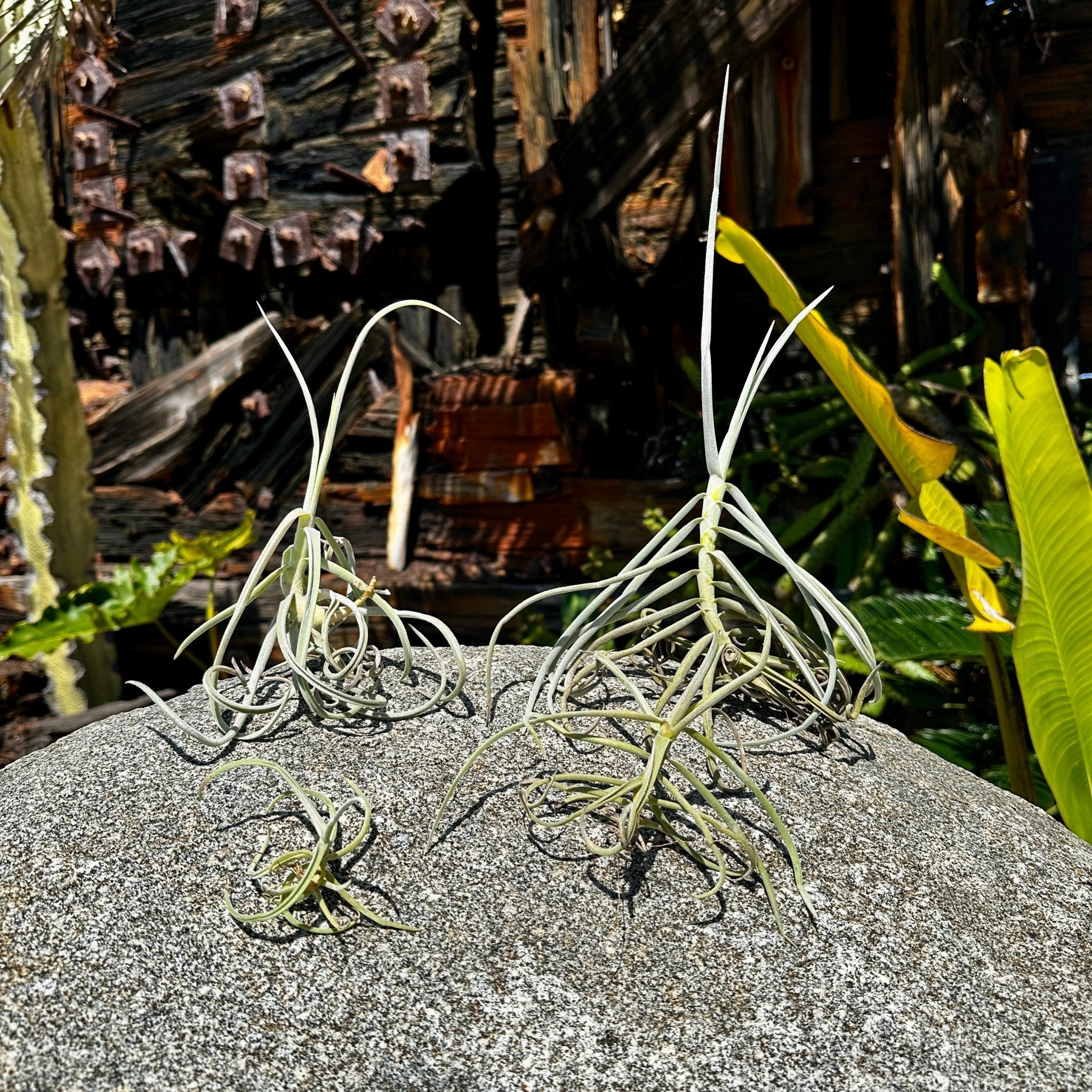 希少Tillandsia duratii 斑入りvariegated Tillandsia duratii – Rainforest Flora