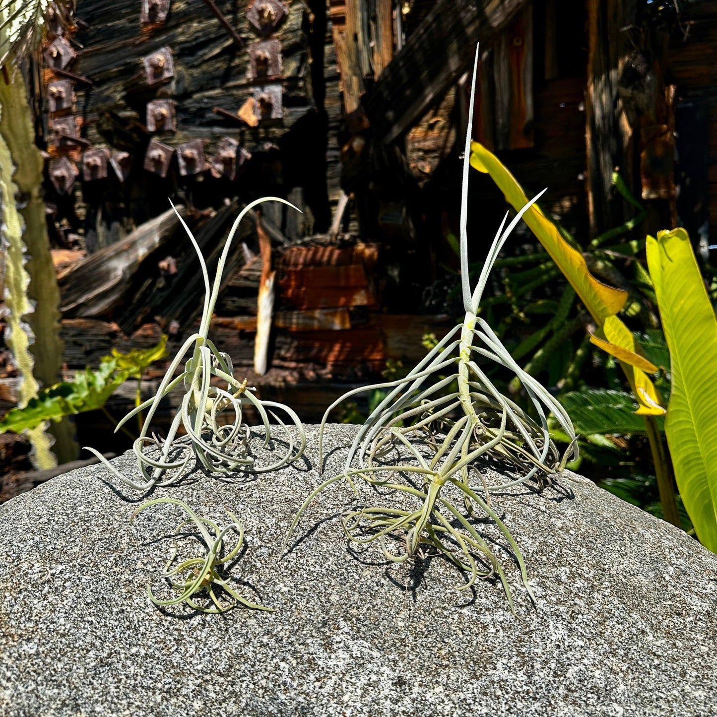 Tillandsia duratii - Rainforest Flora