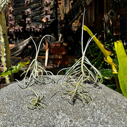 Tillandsia duratii - Rainforest Flora