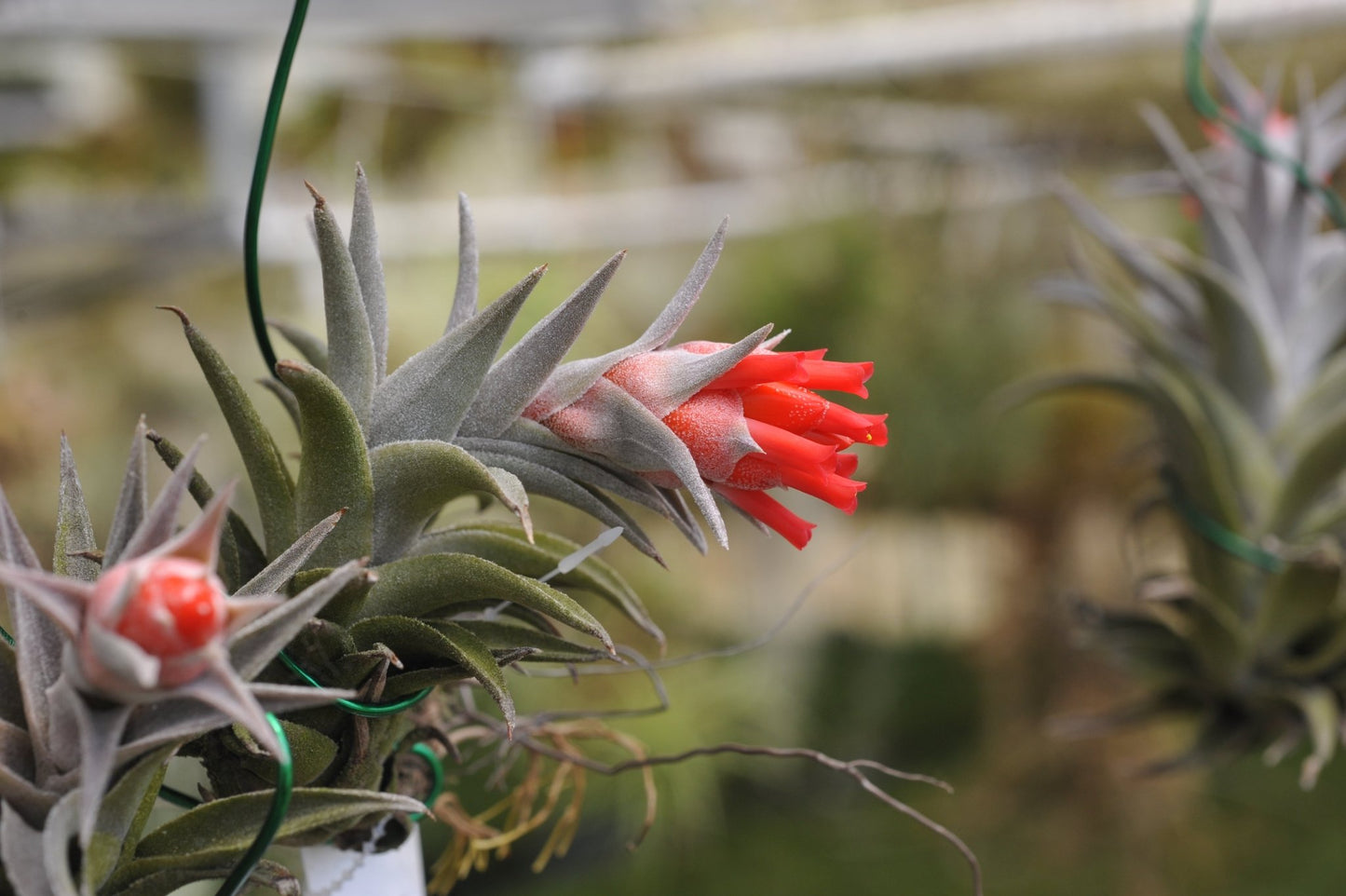 Tillandsia edithae - Rainforest Flora