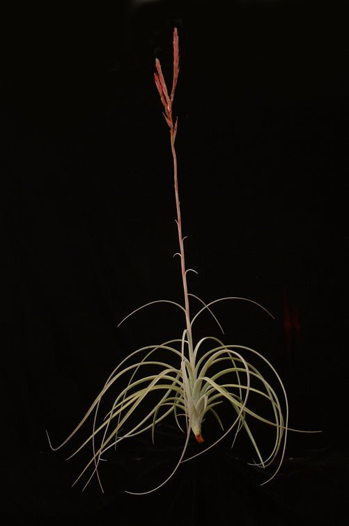 Tillandsia exserta - Rainforest Flora