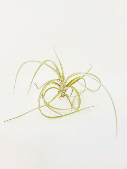 Tillandsia exserta - Rainforest Flora