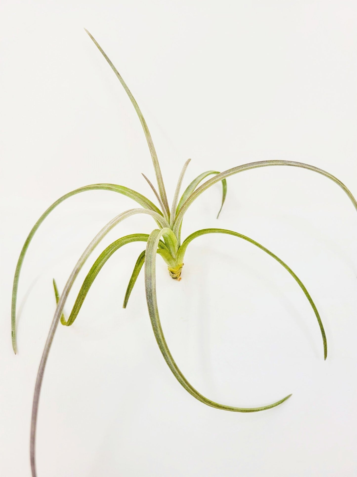 Tillandsia exserta - Rainforest Flora