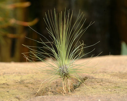 Tillandsia filifolia - Rainforest Flora