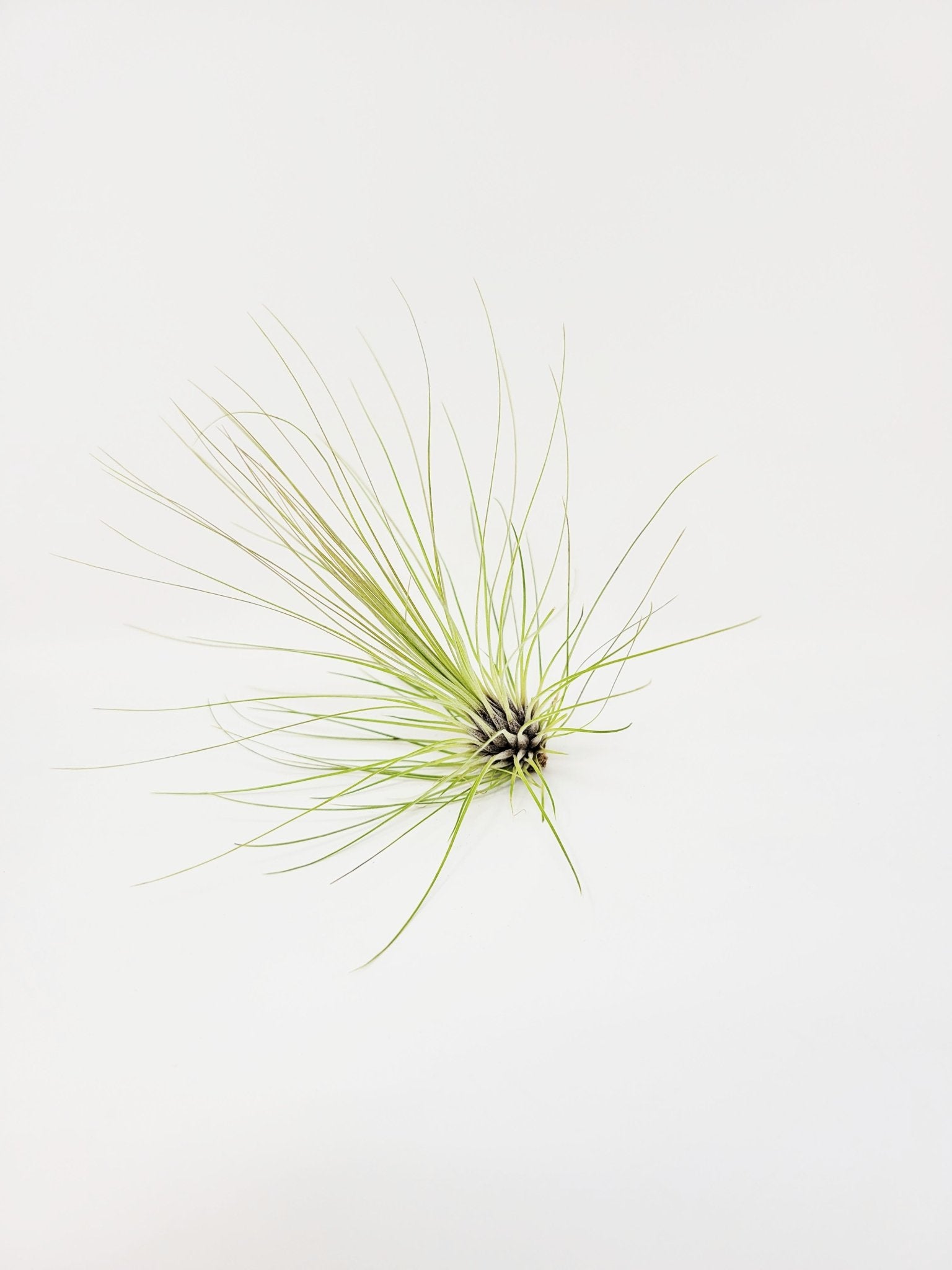 filifolia air plant Tillandsia filifolia