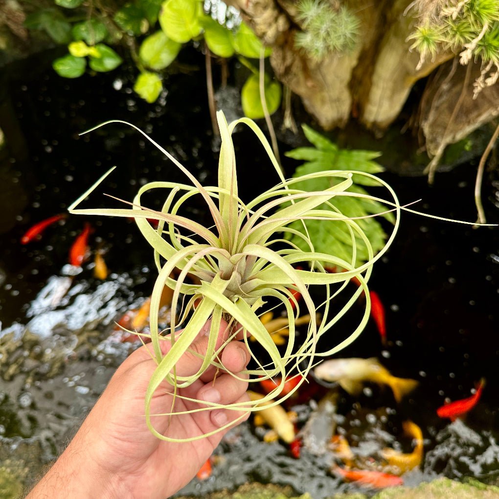Tillandsia 'Firestorm' (unknown x unknown) - Rainforest Flora