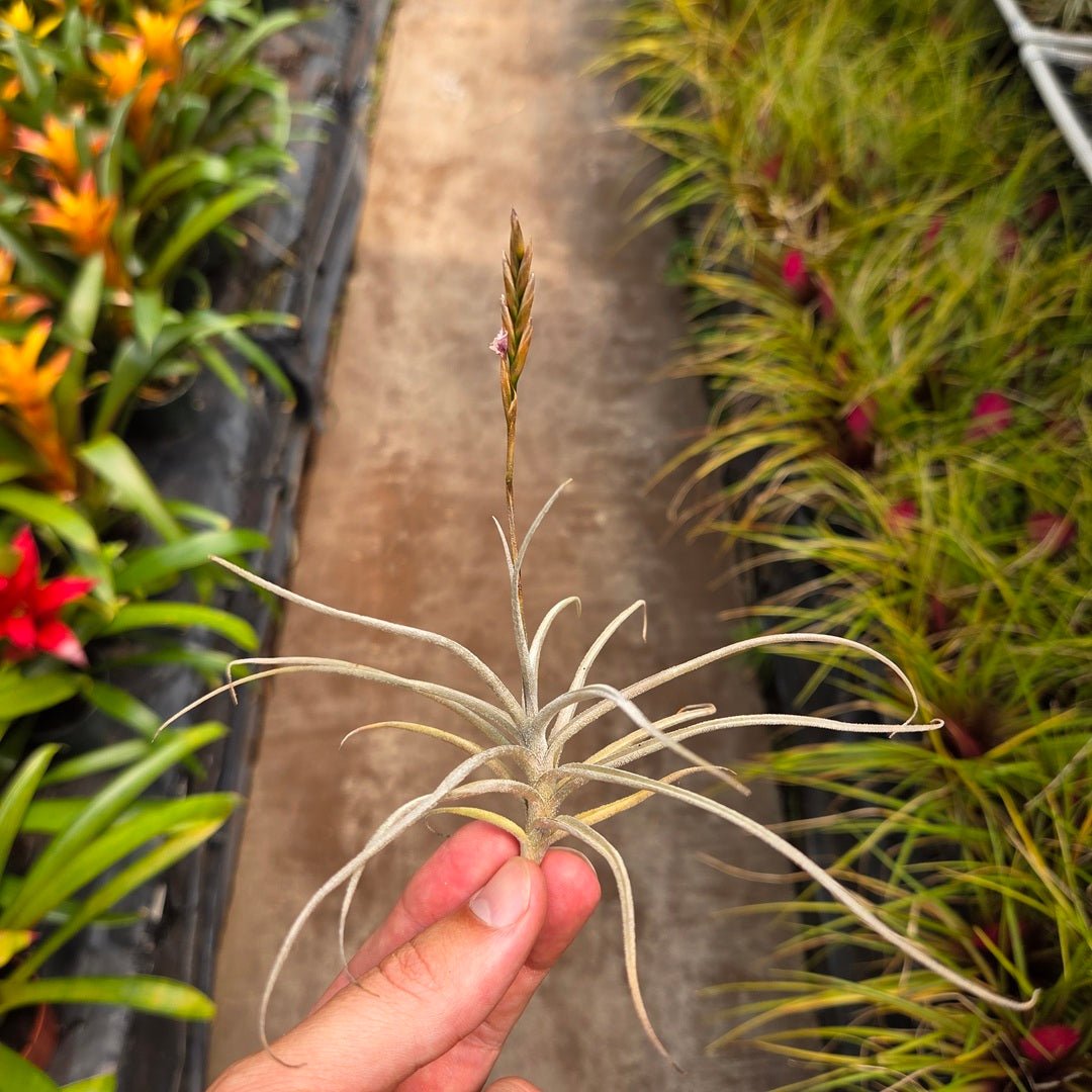 Tillandsia ‘Fragrant Sisters’ (T. reichenbachii x T. streptocarpa) - Rainforest Flora