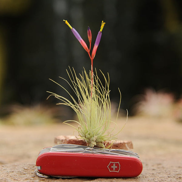 Tillandsia fuchsii v. gracillis – Rainforest Flora