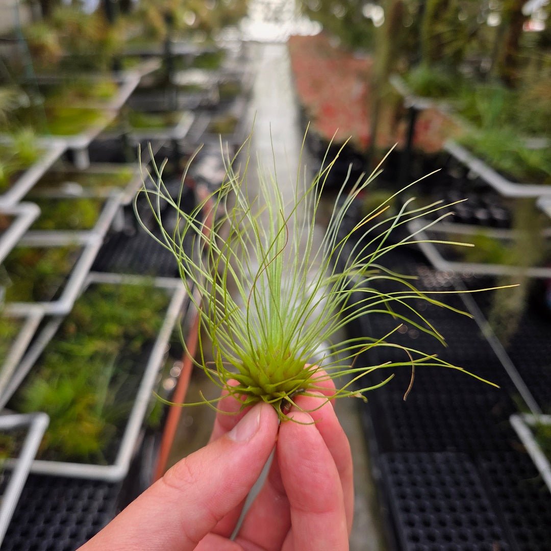 fuchsii air plant care Tillandsia fuchsii v. gracillis