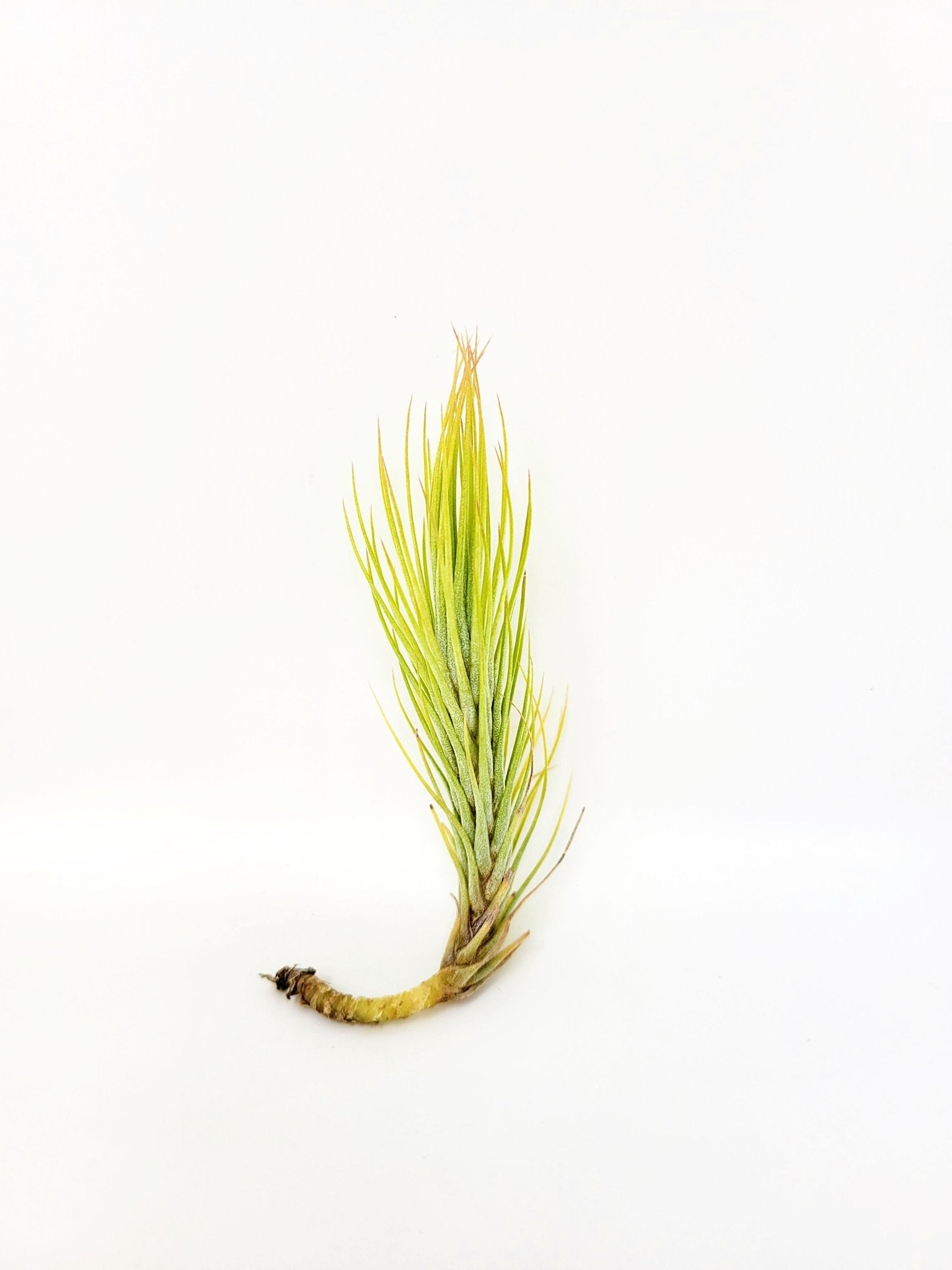 funckiana air plant Tillandsia funckiana