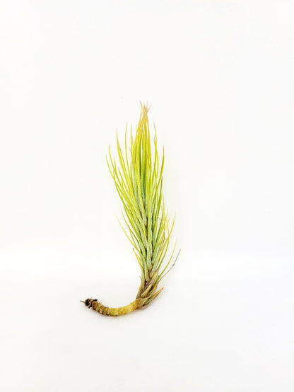 funckiana air plants Tillandsia funckiana – Rainforest Flora