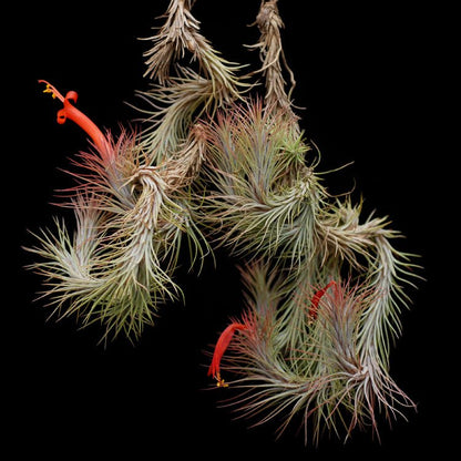 funckiana air plant Tillandsia funckiana – Rainforest Flora