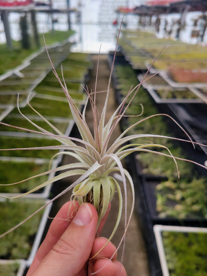 Tillandsia gardneri - Rainforest Flora