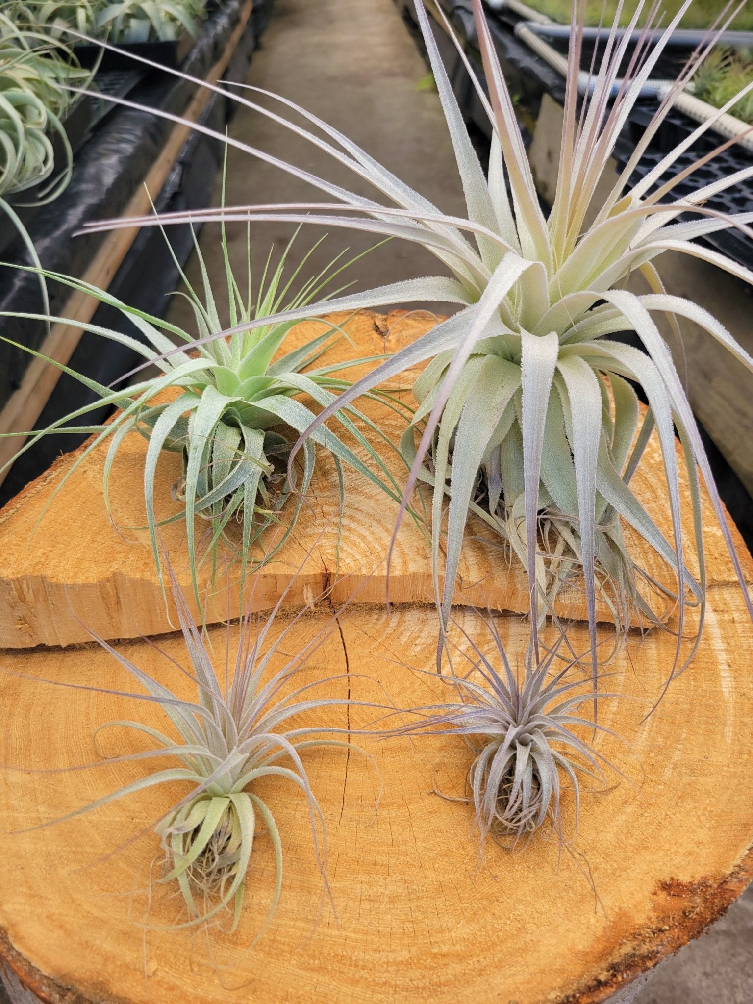 gardneri air plant Tillandsia gardneri