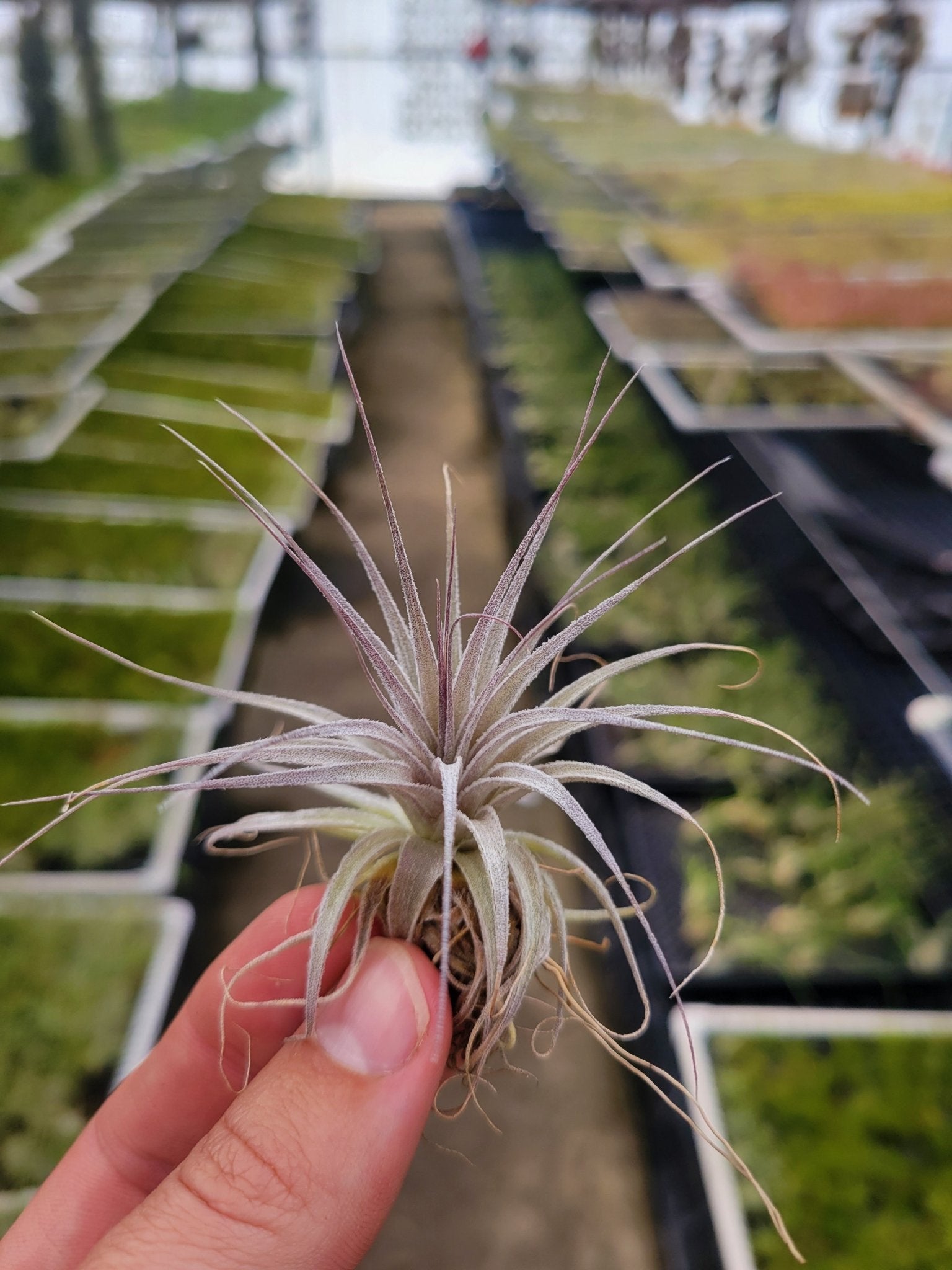 Tillandsia gardneri - Rainforest Flora