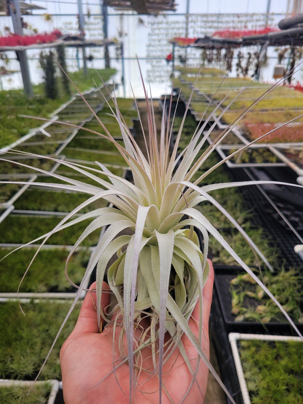 Tillandsia gardneri – Rainforest Flora Tillandsia Gardneri Rupicola (RFI) 速達