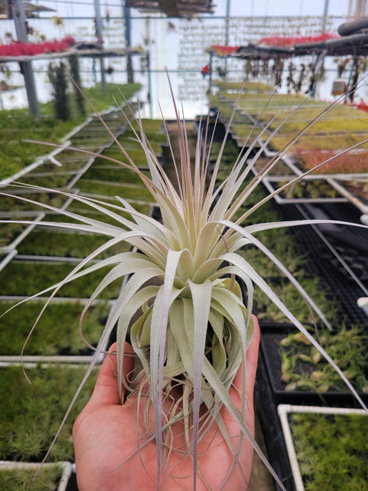 Tillandsia gardneri - Rainforest Flora