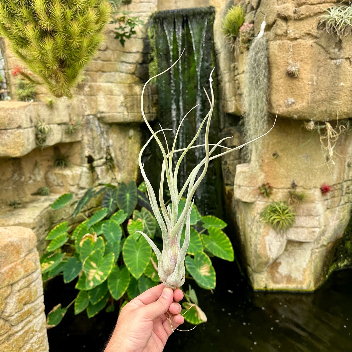 Tillandsia 'Gorgon' (T. streptophylla x T. pseudobaileyi) - Rainforest Flora