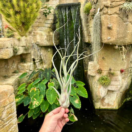 Tillandsia 'Gorgon' (T. streptophylla x T. pseudobaileyi) - Rainforest Flora