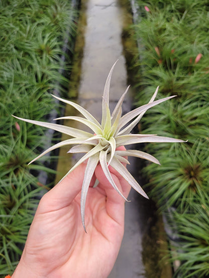 Tillandsia harrisii - Rainforest Flora