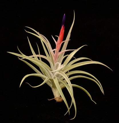 tillandsia harrisii air plant Tillandsia harrisii – Rainforest Flora