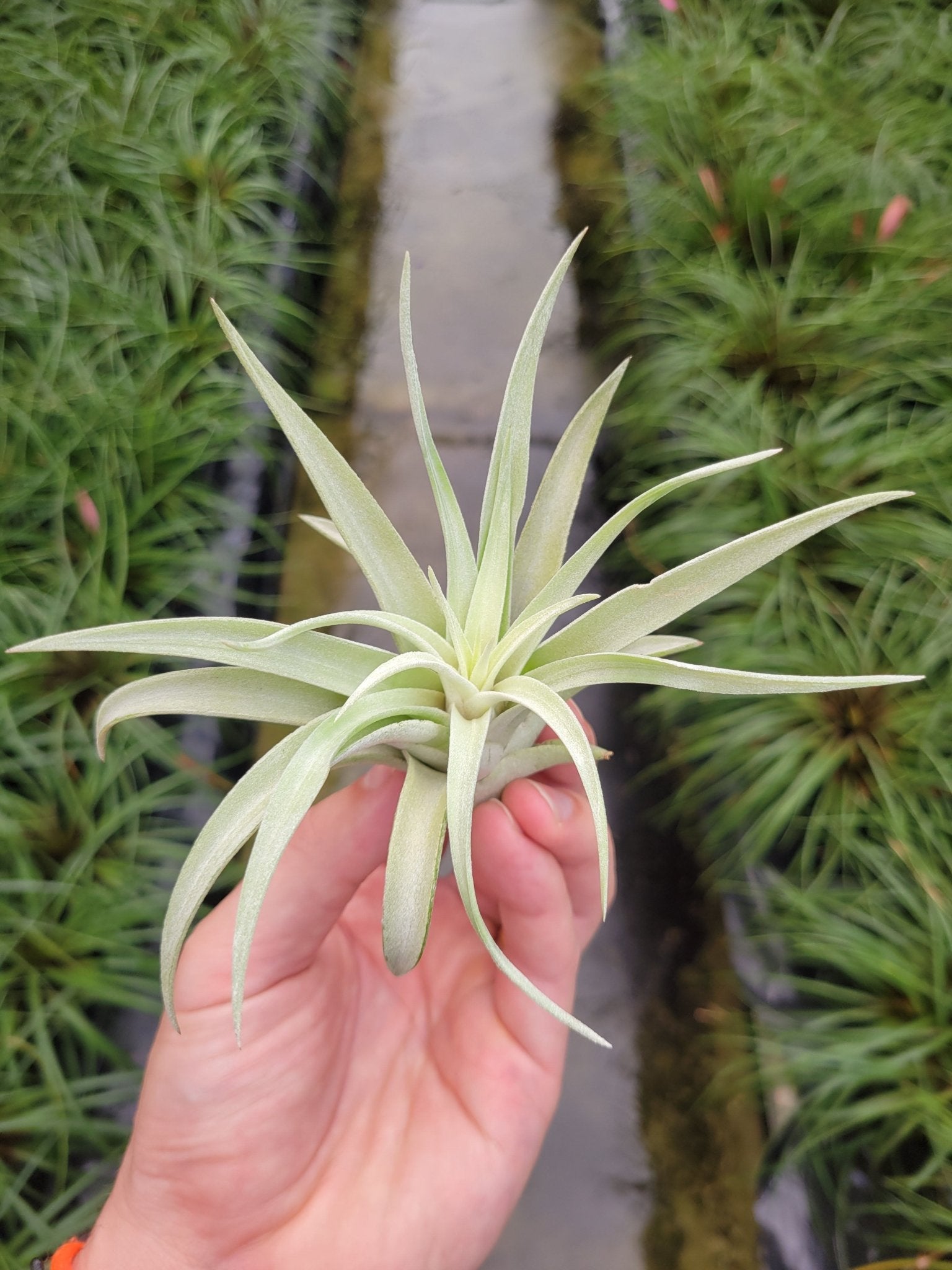 air plant harrisii Small Harrisii Air Plant