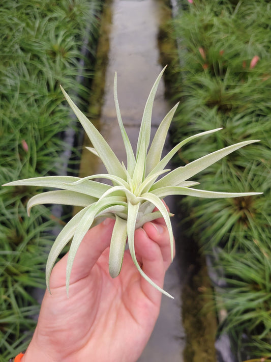 Tillandsia harrisii - Rainforest Flora