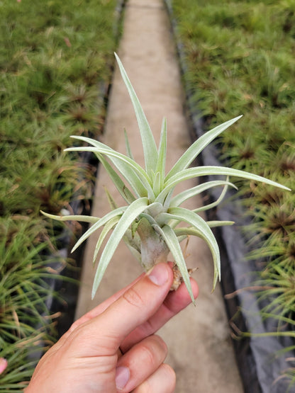 Tillandsia harrisii - Rainforest Flora