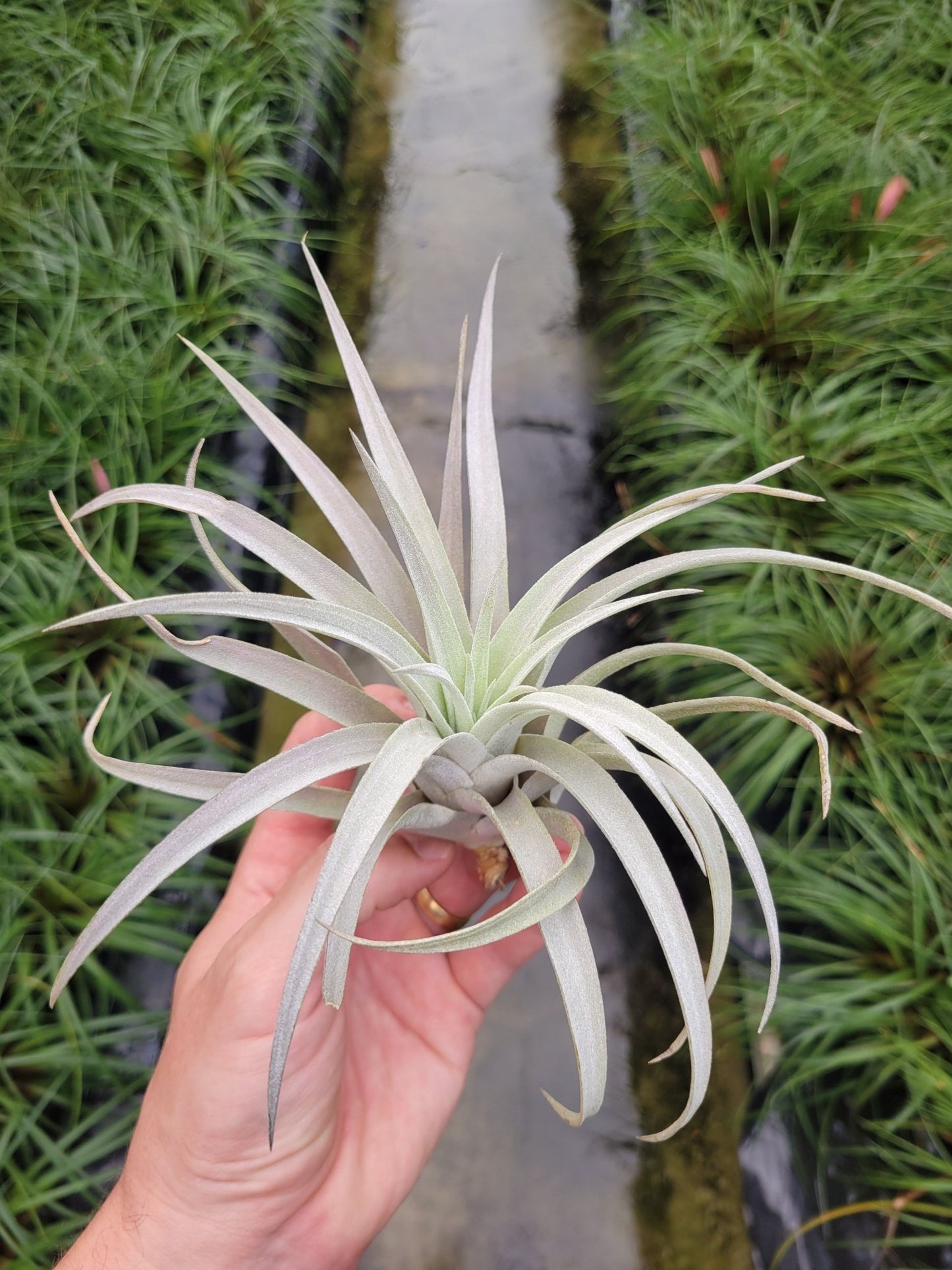 Tillandsia harrisii - Rainforest Flora