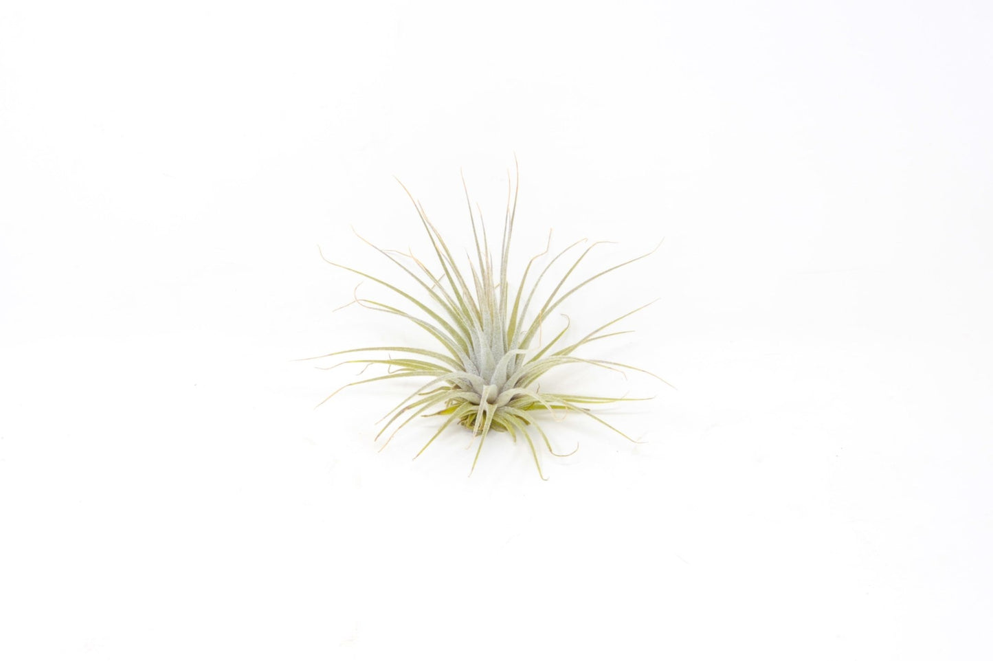 Tillandsia 'Here's a Toast' - Rainforest Flora