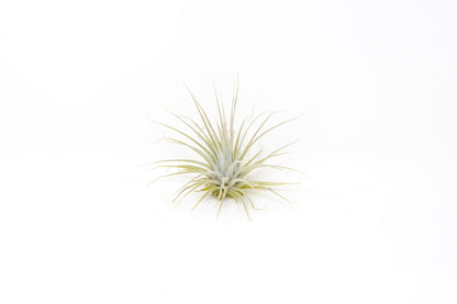 Tillandsia 'Here's a Toast' - Rainforest Flora