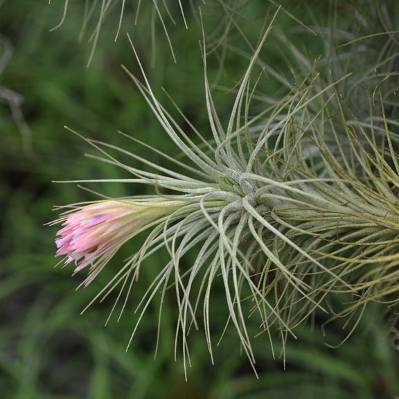 Tillandsia heteromorpha - Rainforest Flora