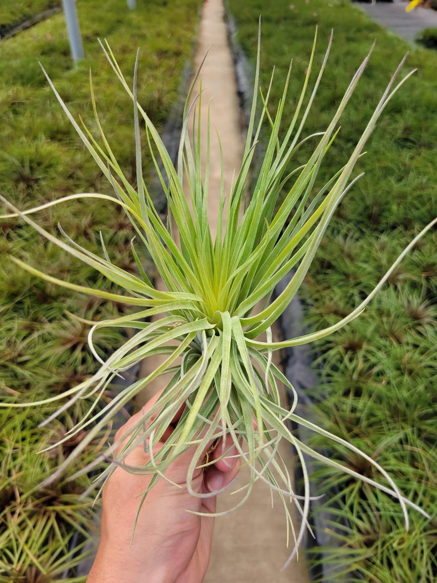 Tillandsia 'Houston' - Rainforest Flora