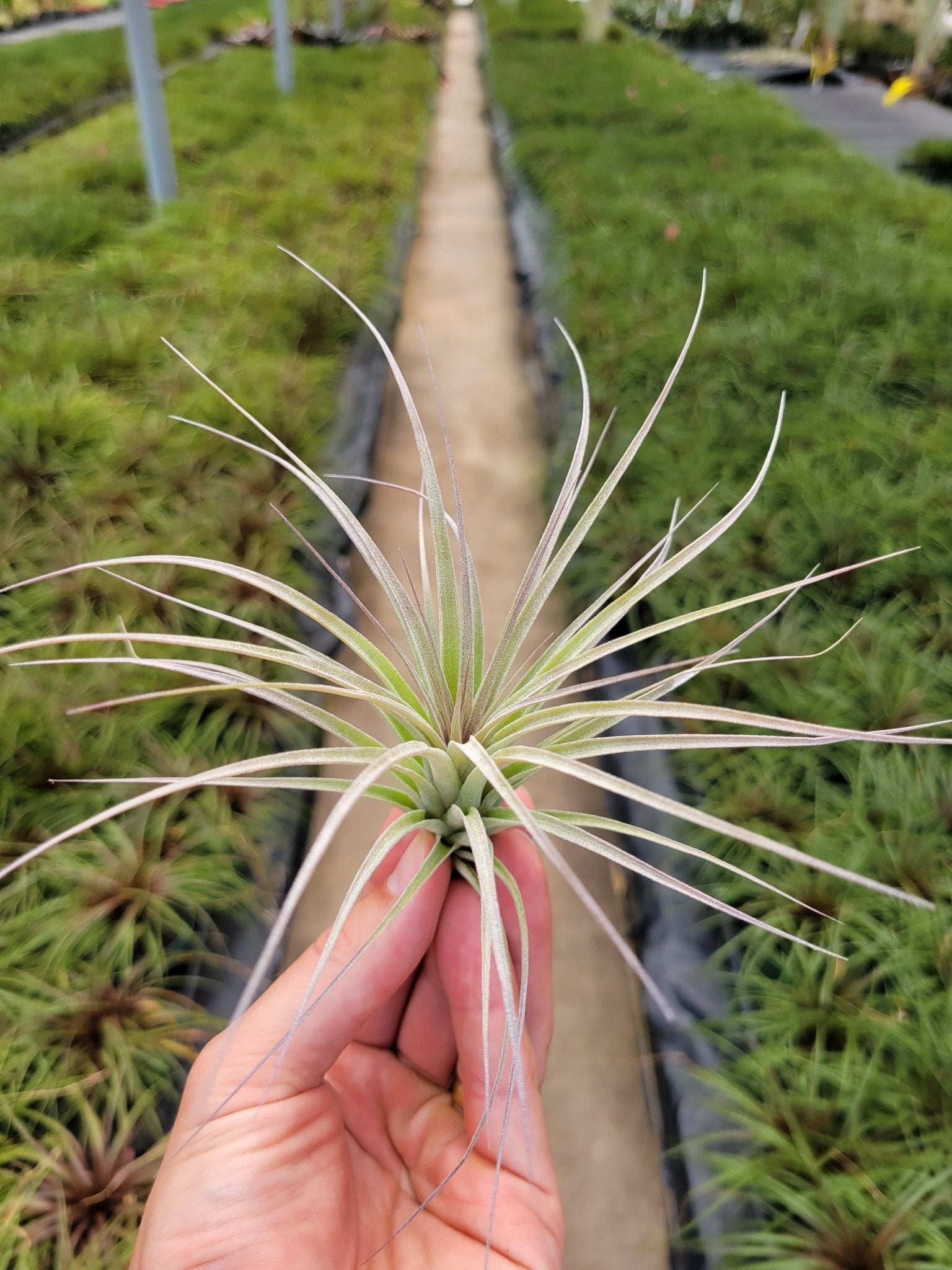 houston dark pink air plant Tillandsia 'Houston' – Rainforest Flora