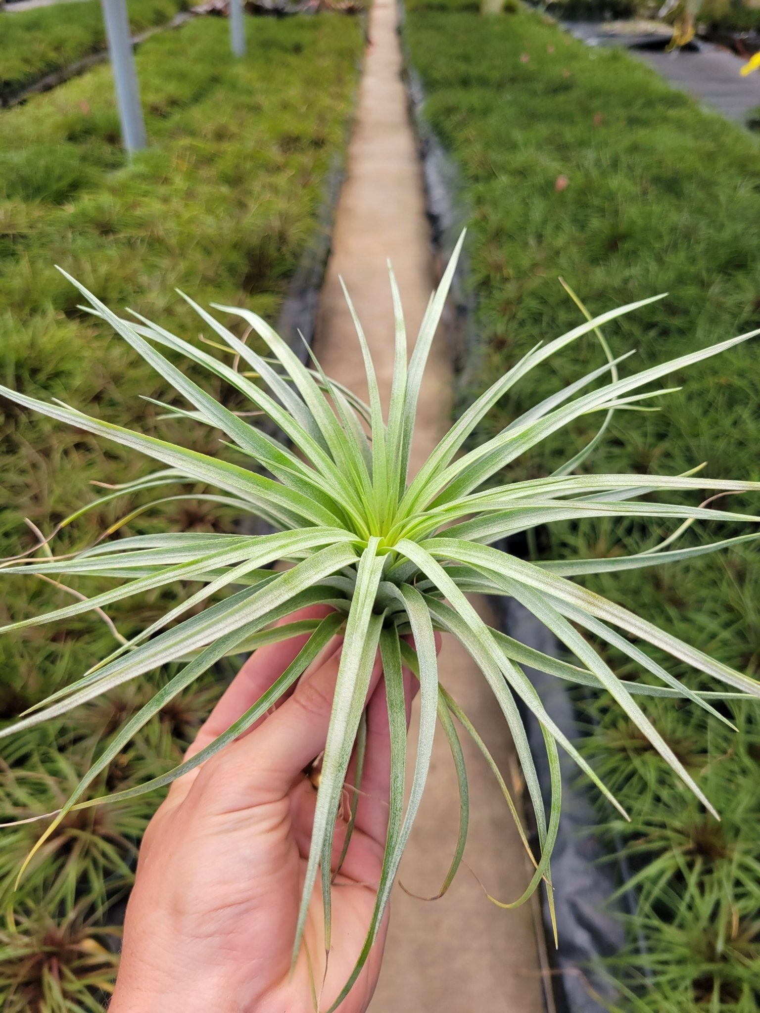 t stricta air plant Tillandsia 'Houston Colossus' (T. stricta x T. recurvifolia) – Rainforest Flora