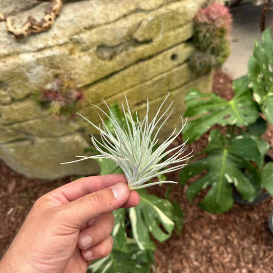 Tillandsia 'Houston Colossus' (T. stricta x T. recurvifolia) - Rainforest Flora