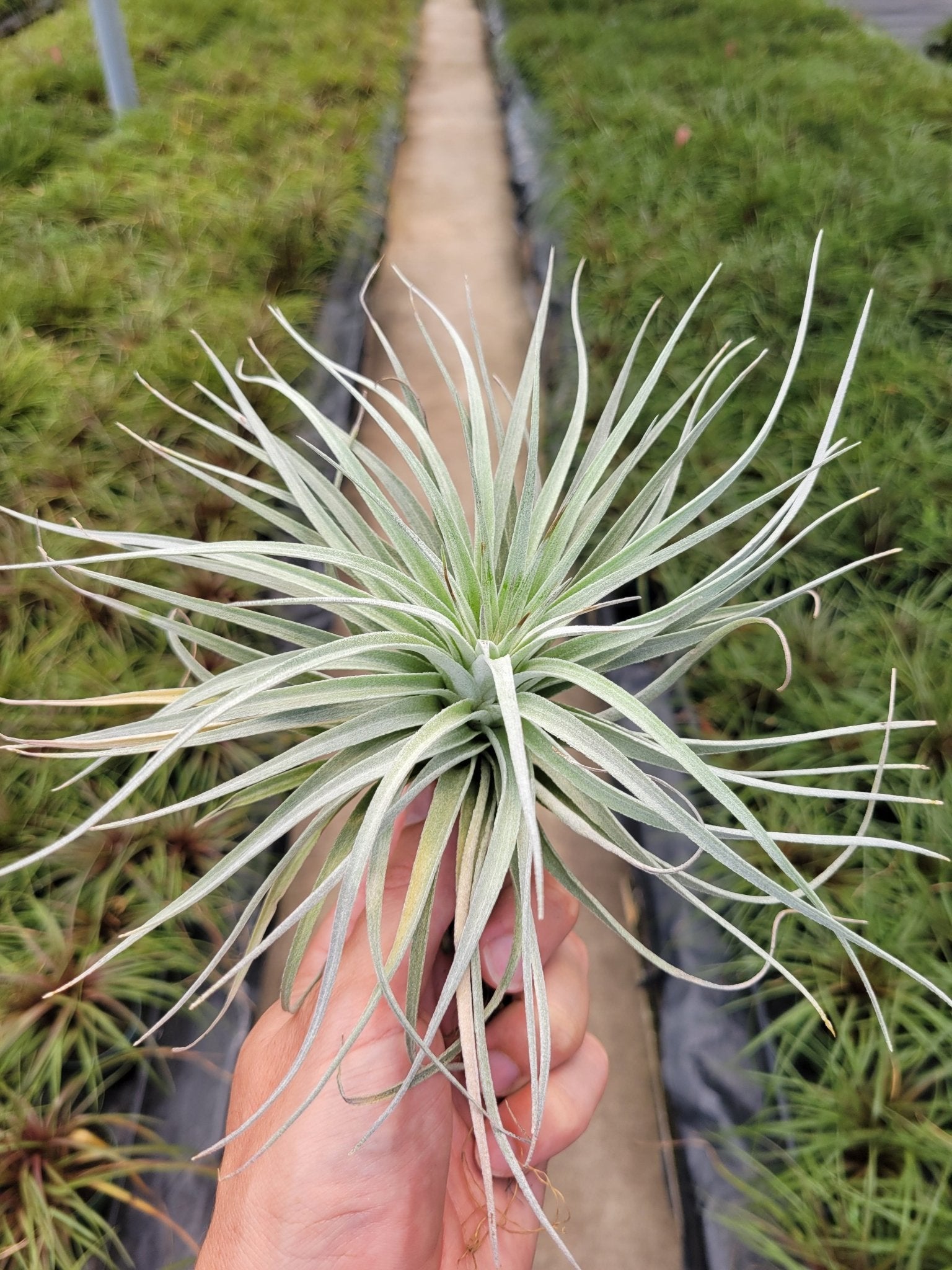 houston cotton candy air plant Tillandsia 'Houston Cotton Candy'