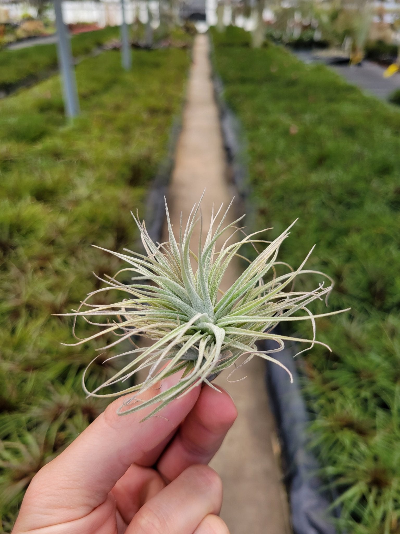 Tillandsia 'Houston Enano' - Rainforest Flora