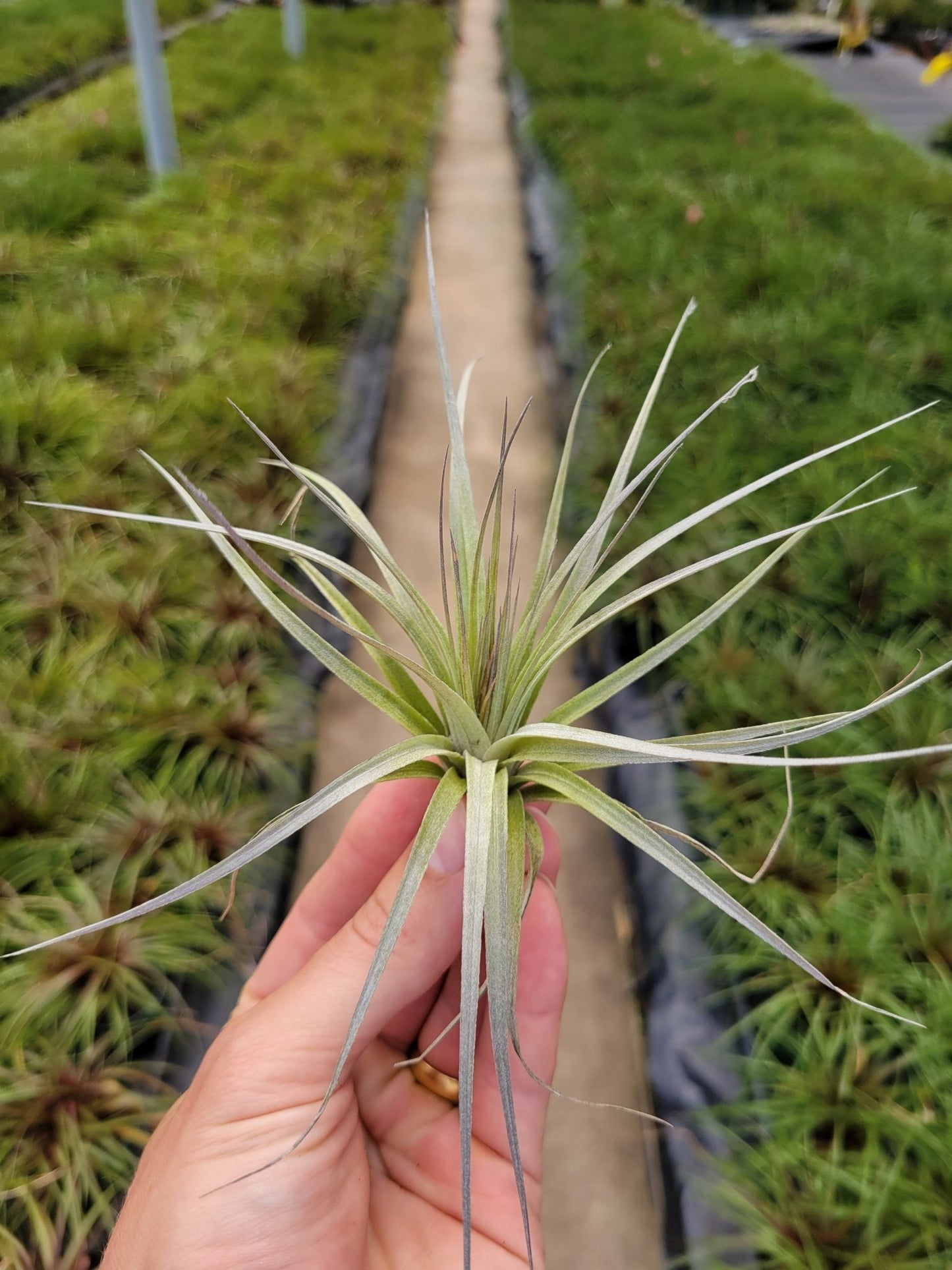 Tillandsia 'Houston Flaming Spire' - Rainforest Flora