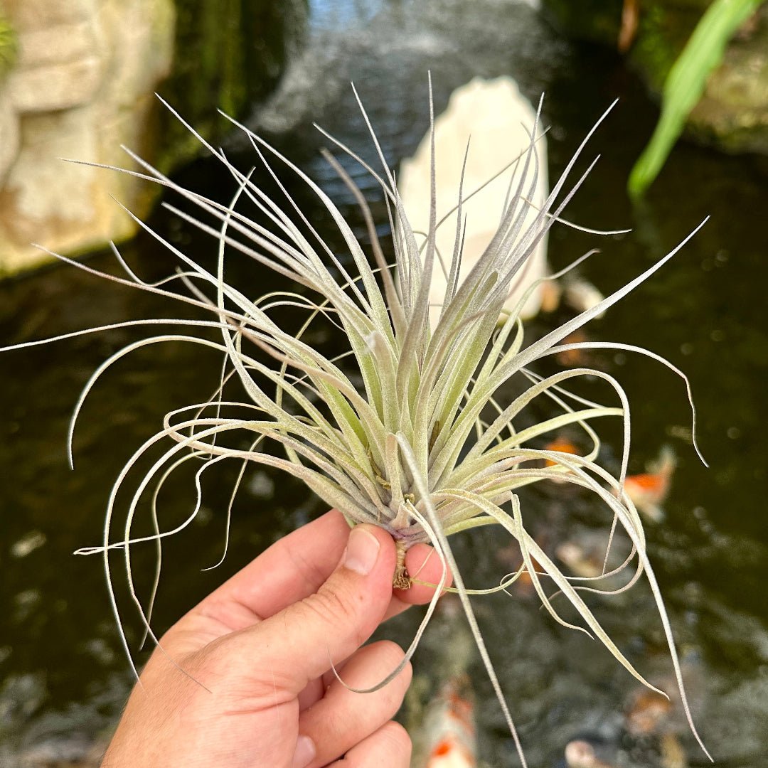 Tillandsia ‘Houston’ Purple (T. stricta x T. recurvifolia) - Rainforest Flora