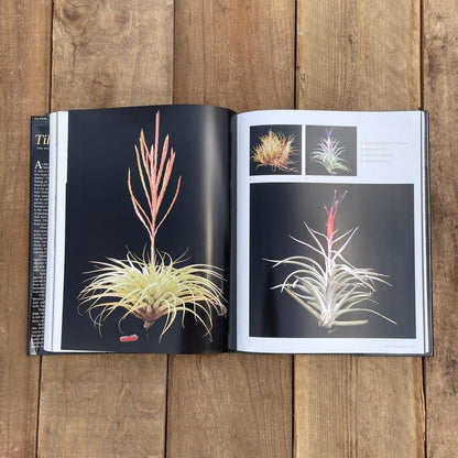 Tillandsia II, by Paul T. Isley III - Rainforest Flora