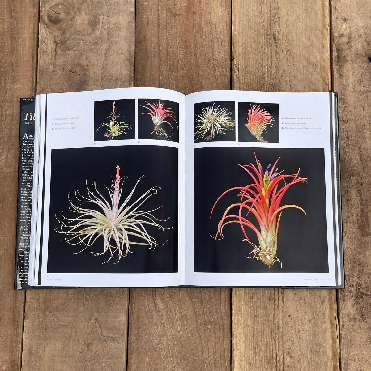 Tillandsia II, by Paul T. Isley III - Rainforest Flora
