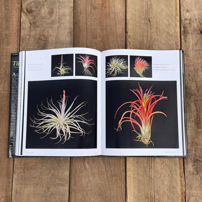 Tillandsia II, by Paul T. Isley III - Rainforest Flora
