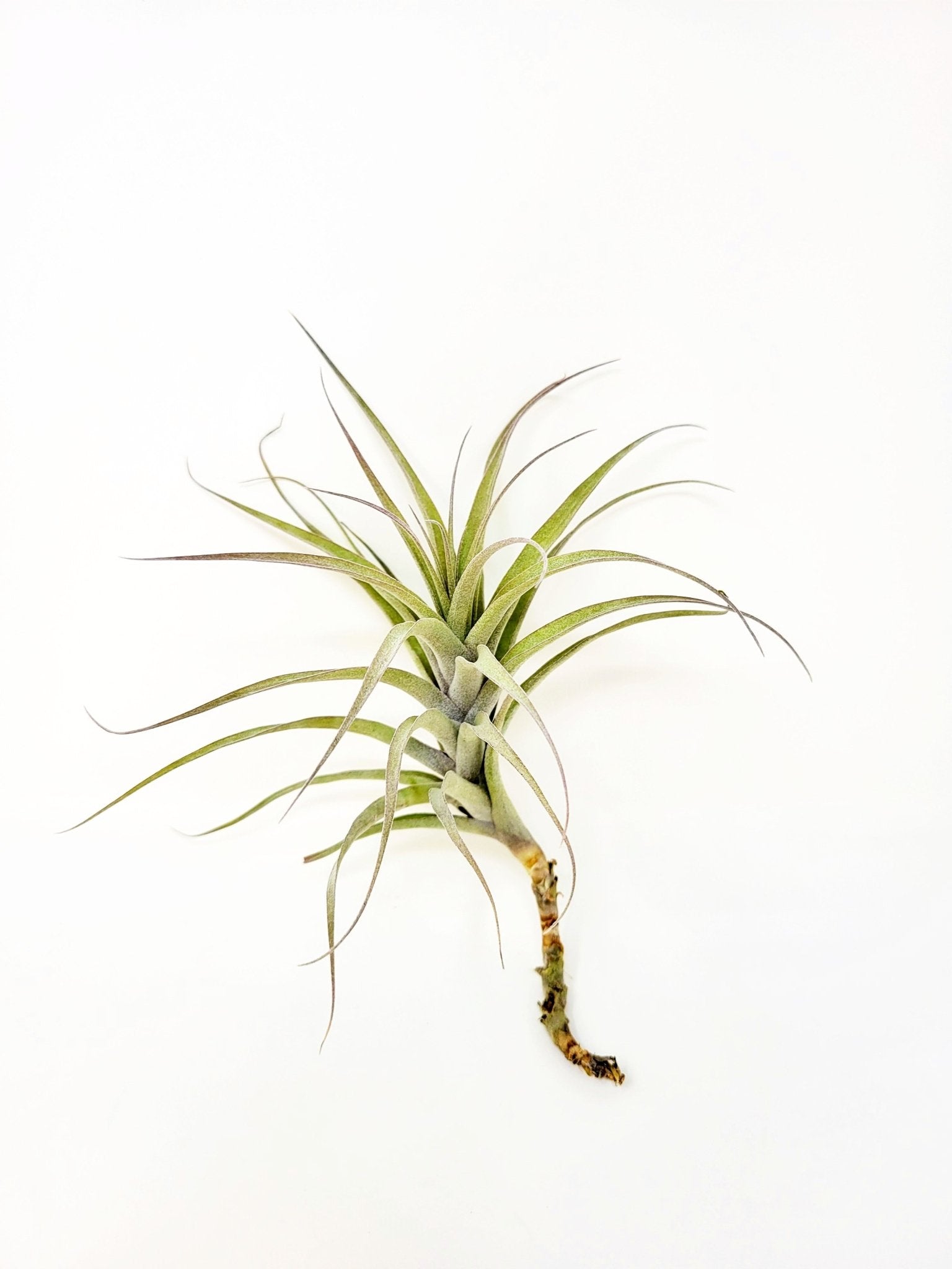 air plants in car Tillandsia incarnata – Rainforest Flora