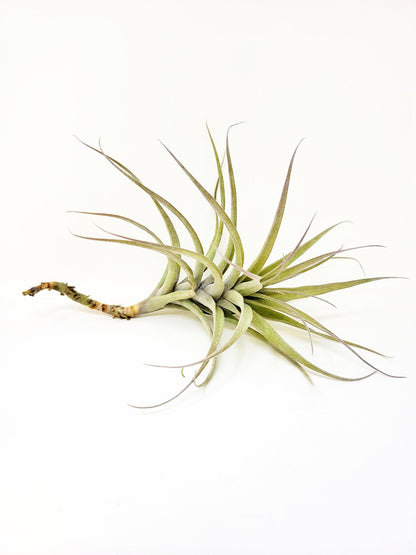 Tillandsia incarnata - Rainforest Flora