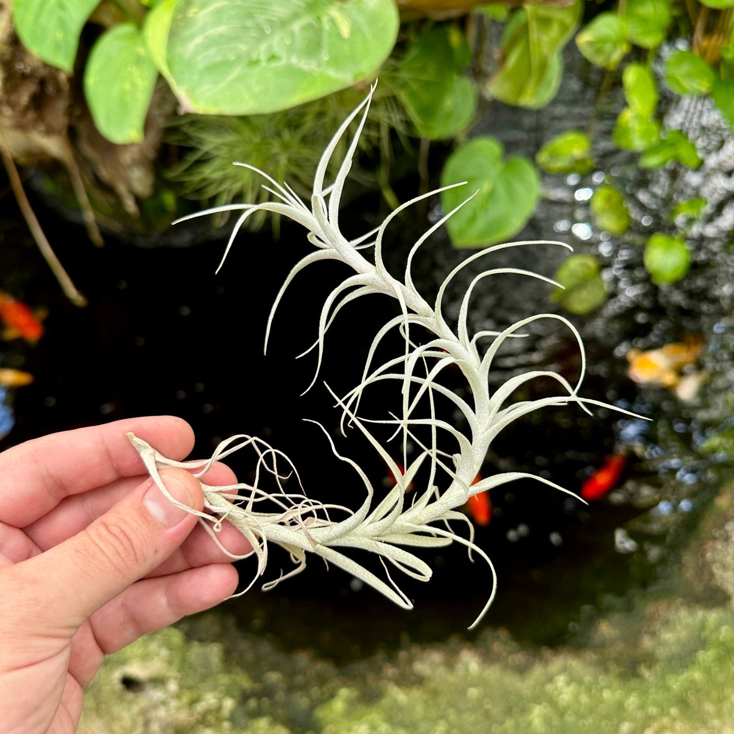 Tillandsia incarnata - Rainforest Flora