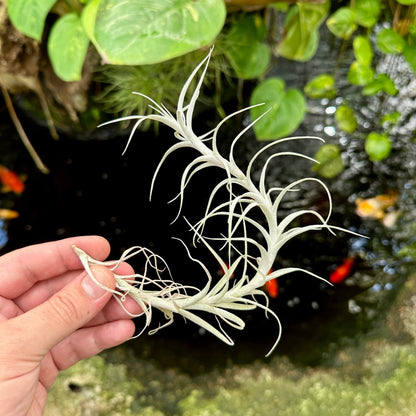 Tillandsia incarnata - Rainforest Flora