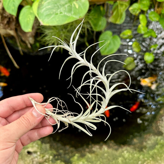 Tillandsia incarnata - Rainforest Flora