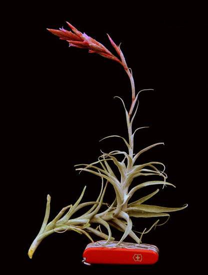 Tillandsia incarnata - Rainforest Flora