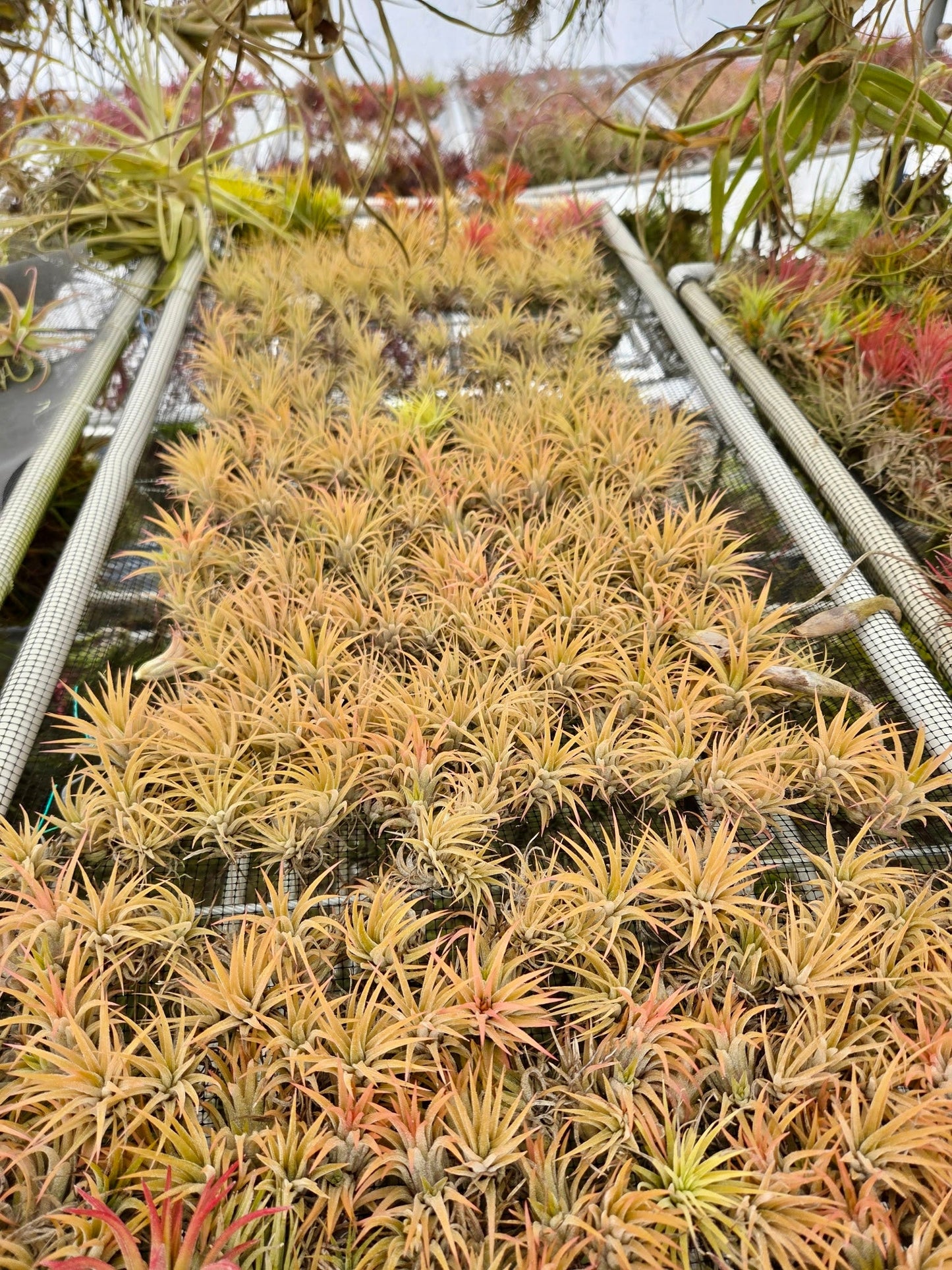 Tillandsia ionantha 'Druid' - Rainforest Flora